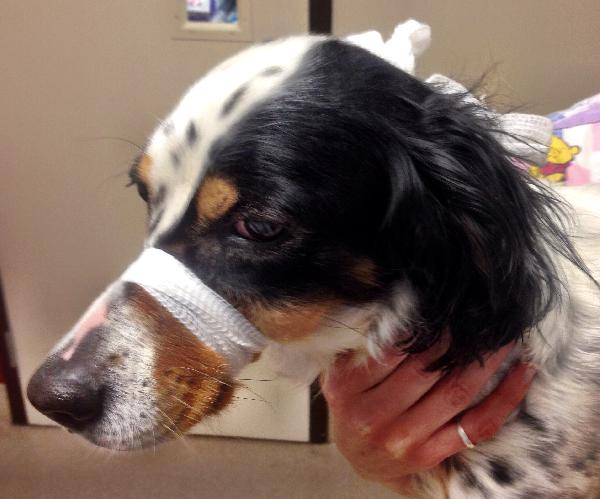 gauze muzzle for dogs