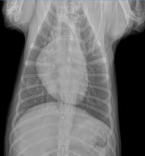 Whatever you do, dont panic if you accidentally shoot the dog