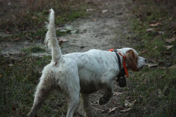Running Spring Woodcock - By Tom Keer