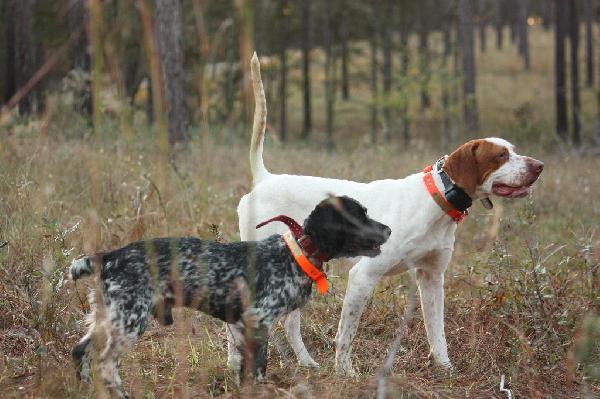 The Great Debate: Pointing or Flushing Dogs for Quail