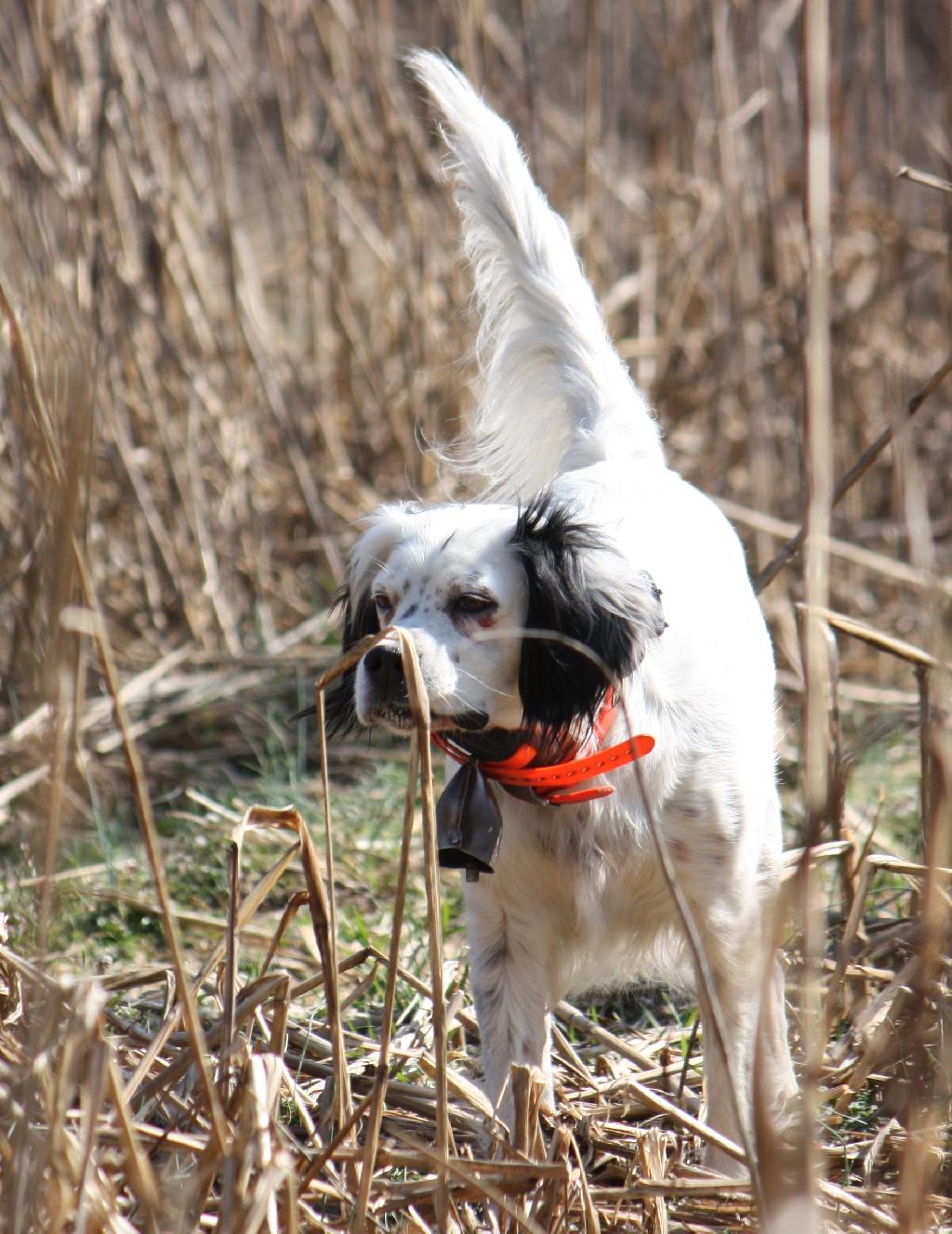 The Great Debate Pointing or Flushing Dogs for Quail