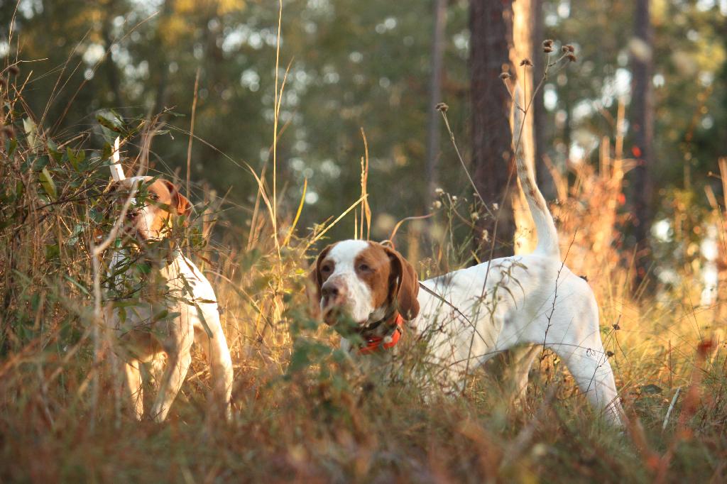 The Great Debate: Pointing or Flushing Dogs for Quail