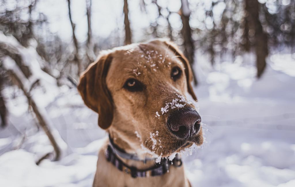 how do you keep snow clumps out of dogs