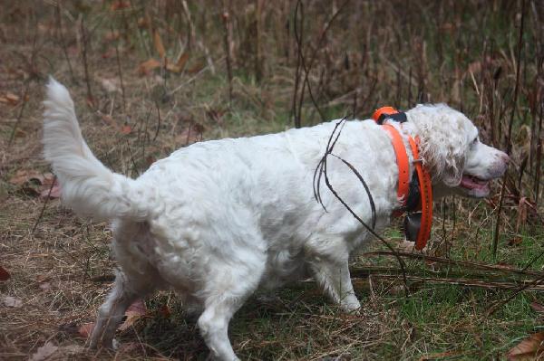 The Meat Dog - by Tom Keer