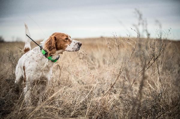 How to Feed your Dog