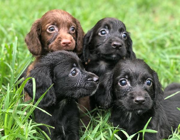 Field Cocker Madness
