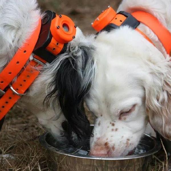 How Much Water Should Your Gun Dog Drink?