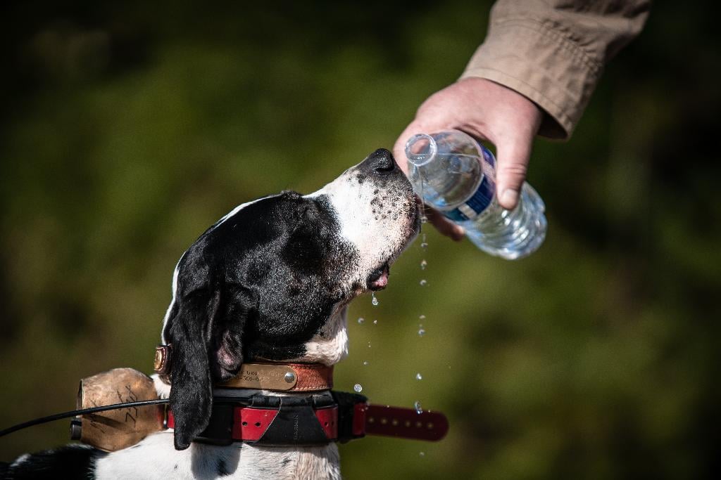 should i give my dog bottled water