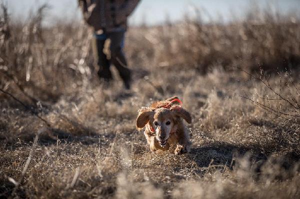 The importance of protein, fats and carbs in a gun dogs diet