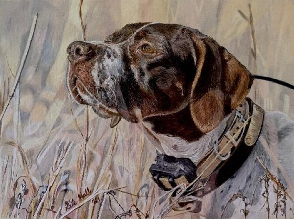 Trial Dog v Gun Dog