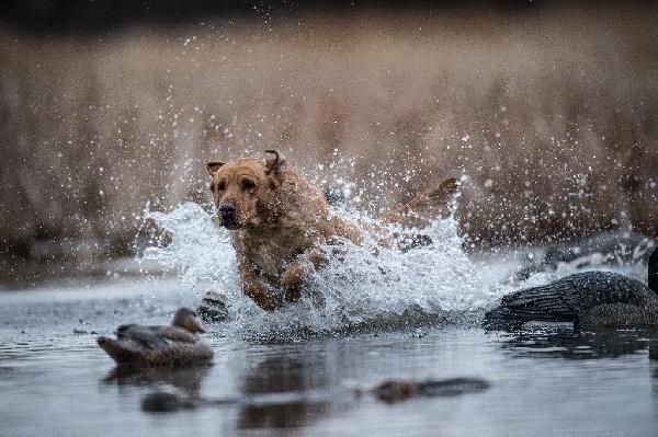 Key Nutrients for a Healthy Skin and Coat