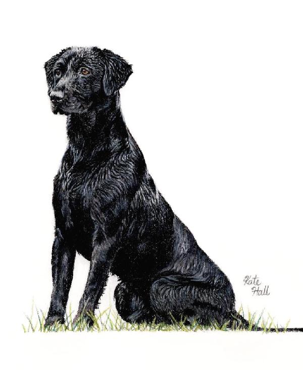 Consistency in Dog Training