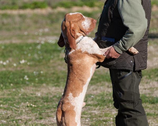 Dog Names - Italian
