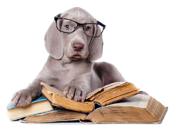 Dog Names - Books