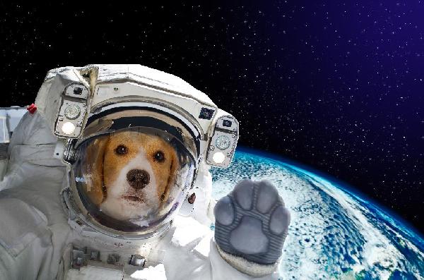 Dog Names - Space