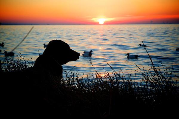 Dog Names - Nature