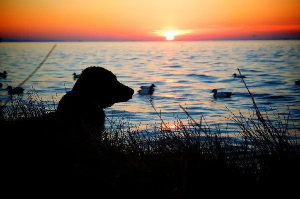 Dog Names - Nature