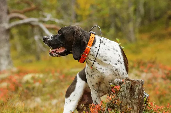 Amazing Facts about a dogs sense of smell