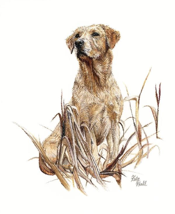 Socializing your sporting dog