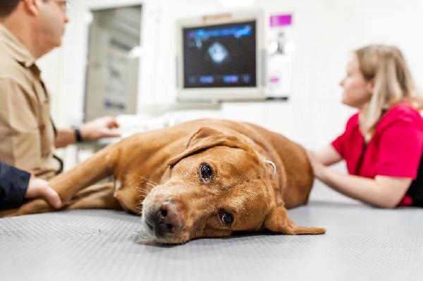 Causes, Symptoms and Treatment - Heartworms