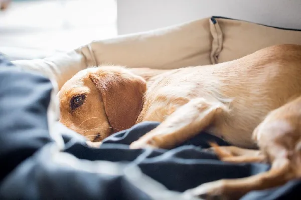 Causes, Symptoms and Treatment - Giardia