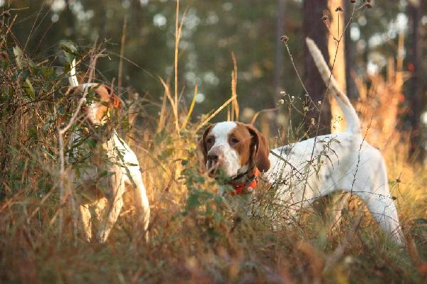 And the Birds Whistled Bob-white