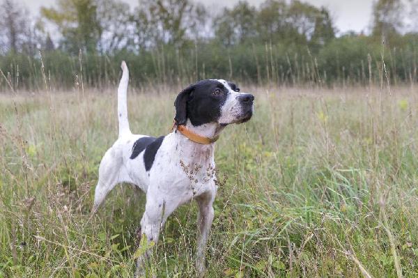 THE BENEFITS OF ANTIOXIDANTS IN DOG FOOD