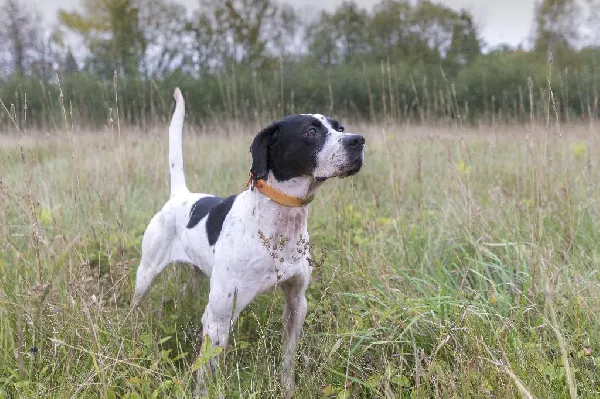 THE BENEFITS OF ANTIOXIDANTS IN DOG FOOD