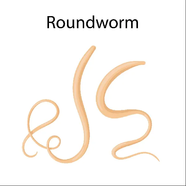 Causes, Symptoms and Treatment - Roundworms