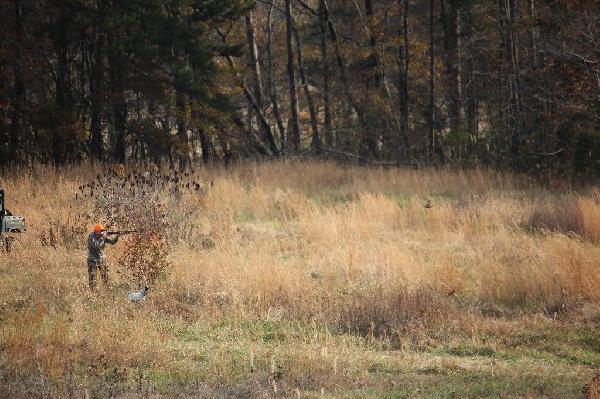 Quail…Are They Still Around?