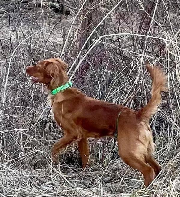 pedigree gundogs for sale