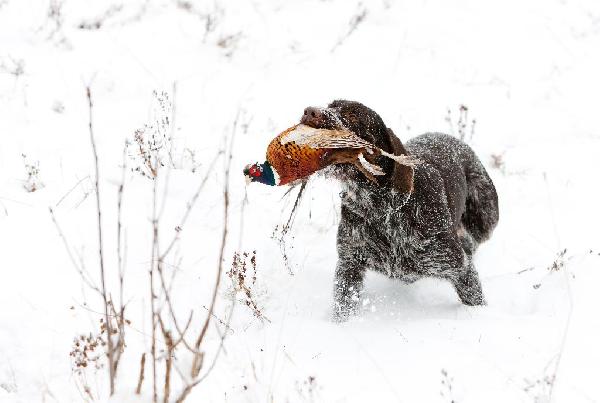 Hunting Those Cold, Wet Winter Days in the Fields and Woods for Pheasants