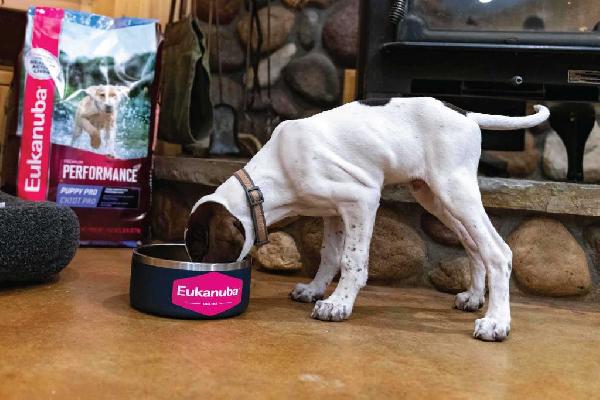How Nutrition Supports Trainability in Your Sporting Breed Puppy