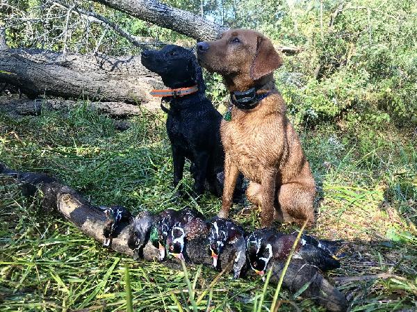 trained bird dogs for sale near me
