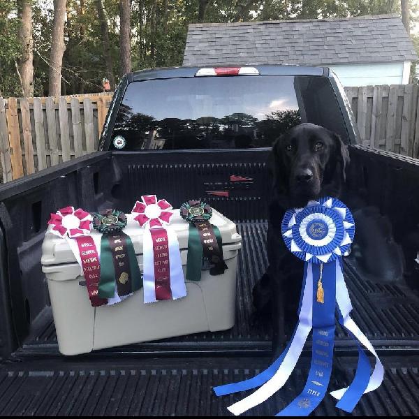 Catching Their Stride