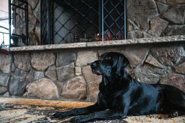 Should Your Sporting Dog Shift to an Off-season Diet?