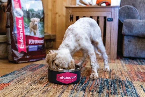 How Much to Feed a Sporting Breed Puppy