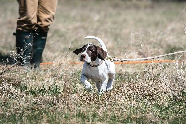 Nutrition’s Role in Supporting Your Sporting Breed Puppy’s Immune System