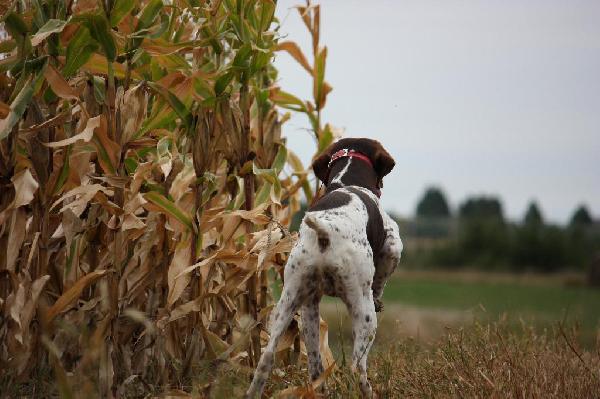 4 Great Ways to Shoot Your Dog
