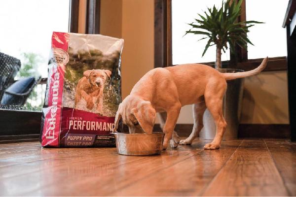 Nutrition to Support Your Sporting Breed Puppy’s Digestive Health