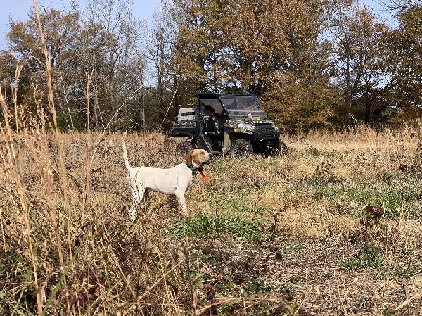 Comparing Performance Metrics of Bird Dogs by Gender