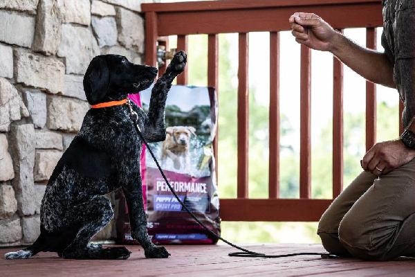 The Importance of Mental Stimulation for Sporting Breed Puppies