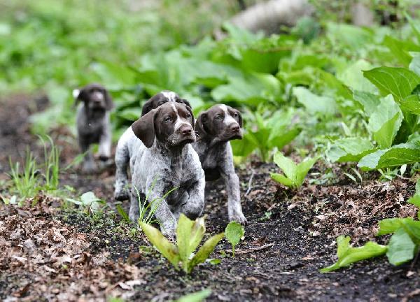Finding a reputable hunting dog breeder