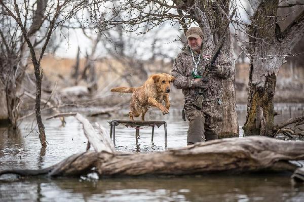 Overcoming In-Season Obstacles with Your Duck Dog