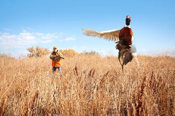Outwitting Pheasants