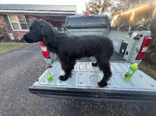 How to remove Cockleburs from your hunting dogs coat