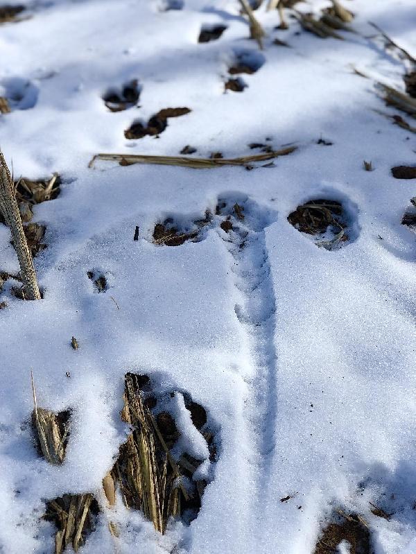 Ringnecks in the snow