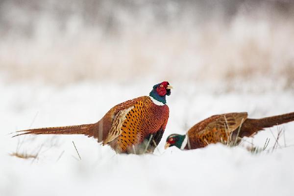 Six “Military” Style Methods to Outsmart Late Season Roosters