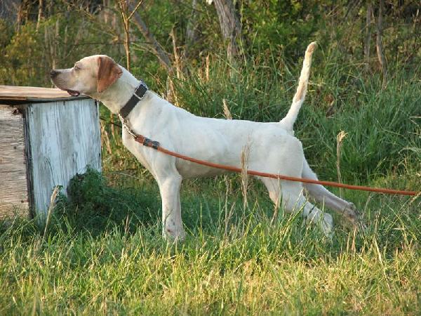 What expenses can kennel owners write off?