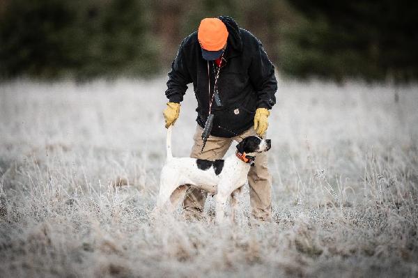 Properly Command Your Sporting Dog